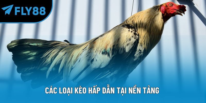 Các loại kèo hấp dẫn tại nền tảng